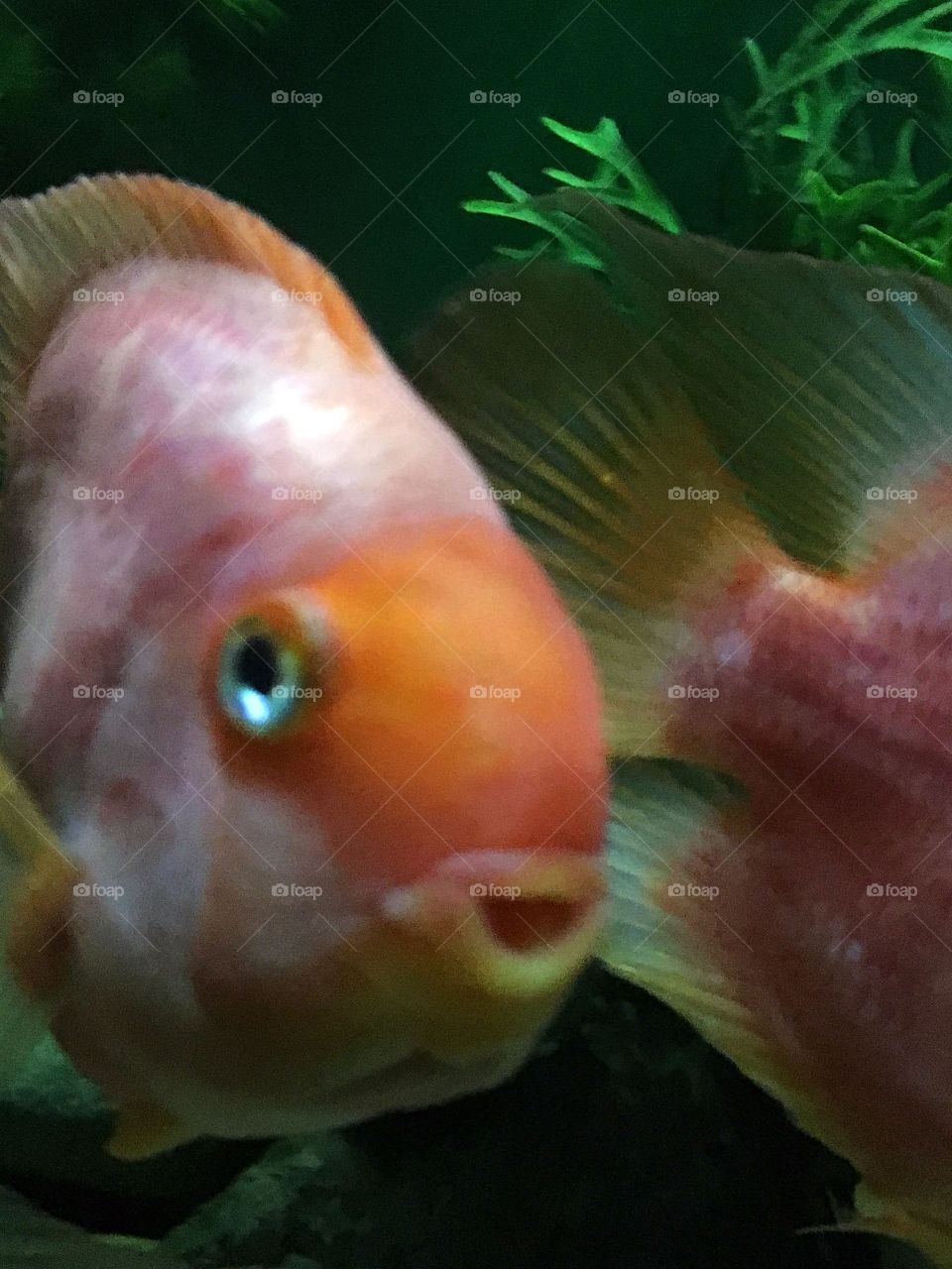 Happy smiling fish