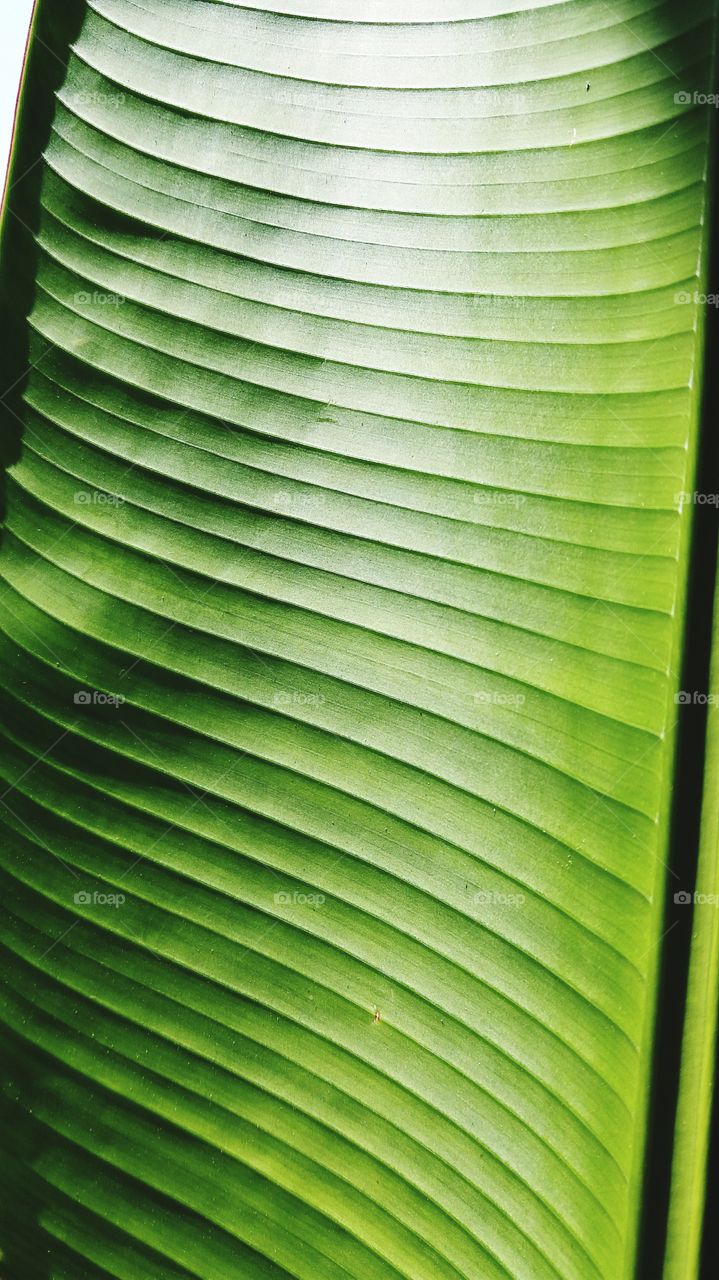 Green of leaf