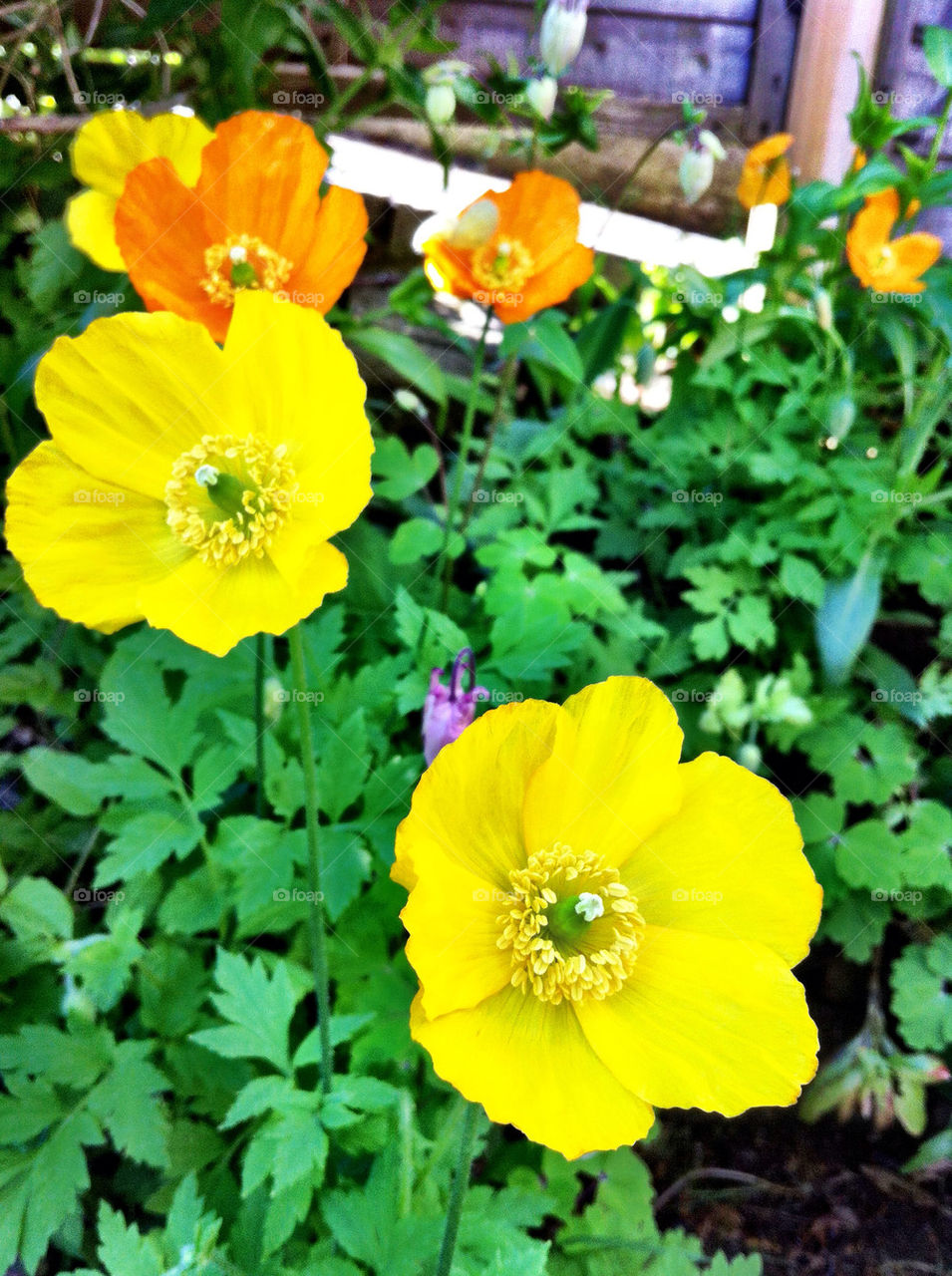 Sunshine yellow poppies