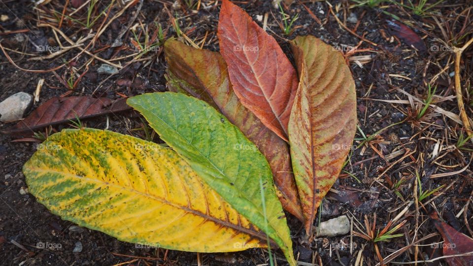 Leaves#nature#colors#season#autumn