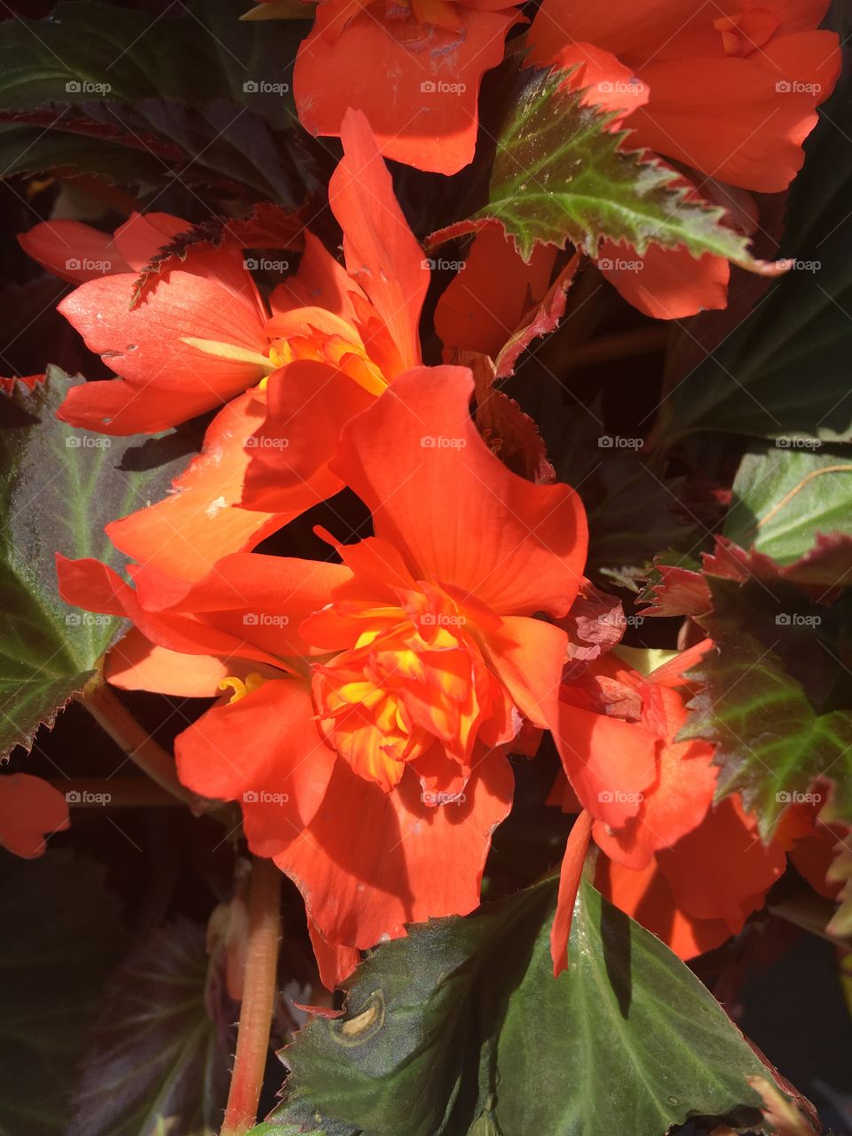 Close Up of Orange Flowers