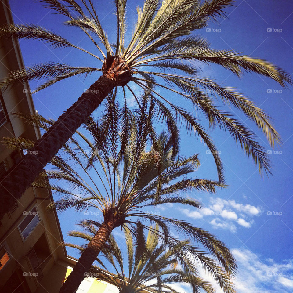 sky nature palm trees by abaebae