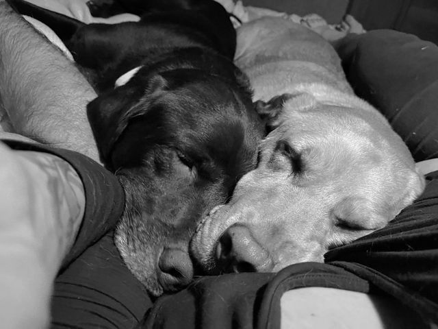 A pair of dogs lie sleeping. A lighter colored dog is slightly on top of a black dog