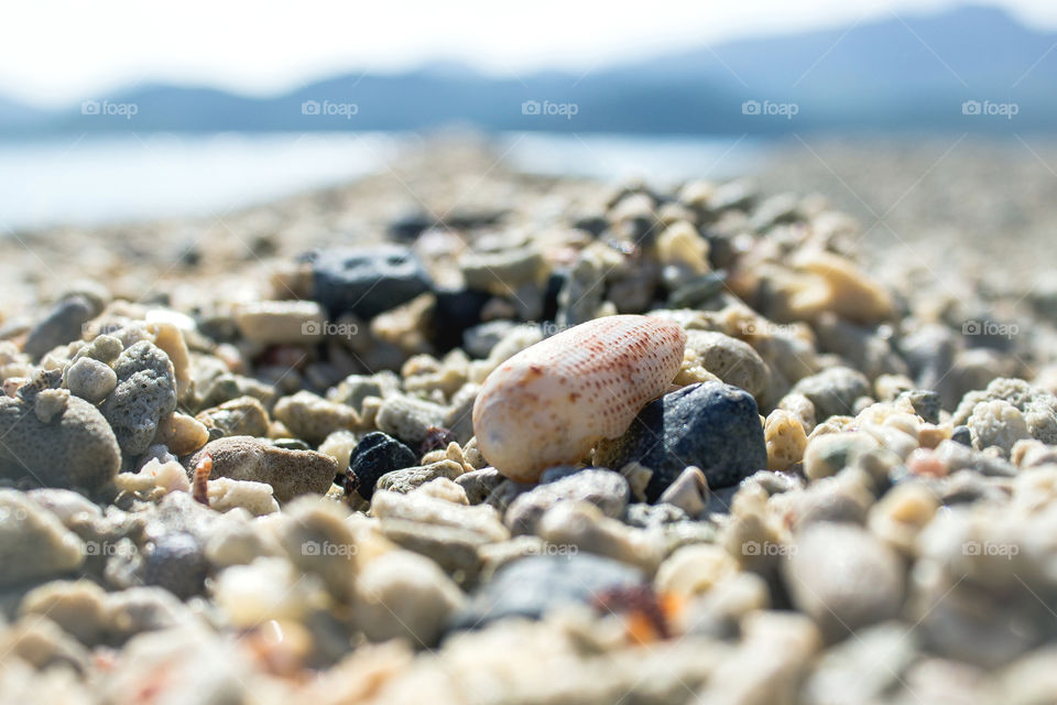 Sea shells on beach