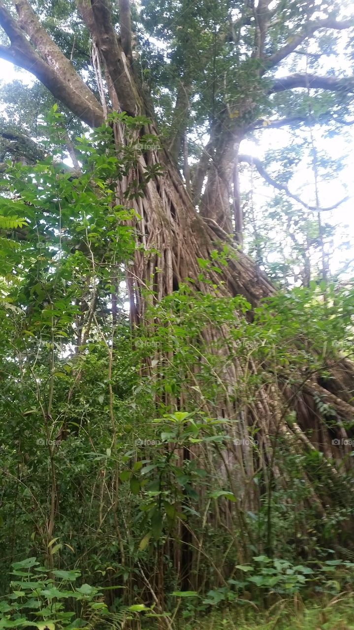 huge banyan tree