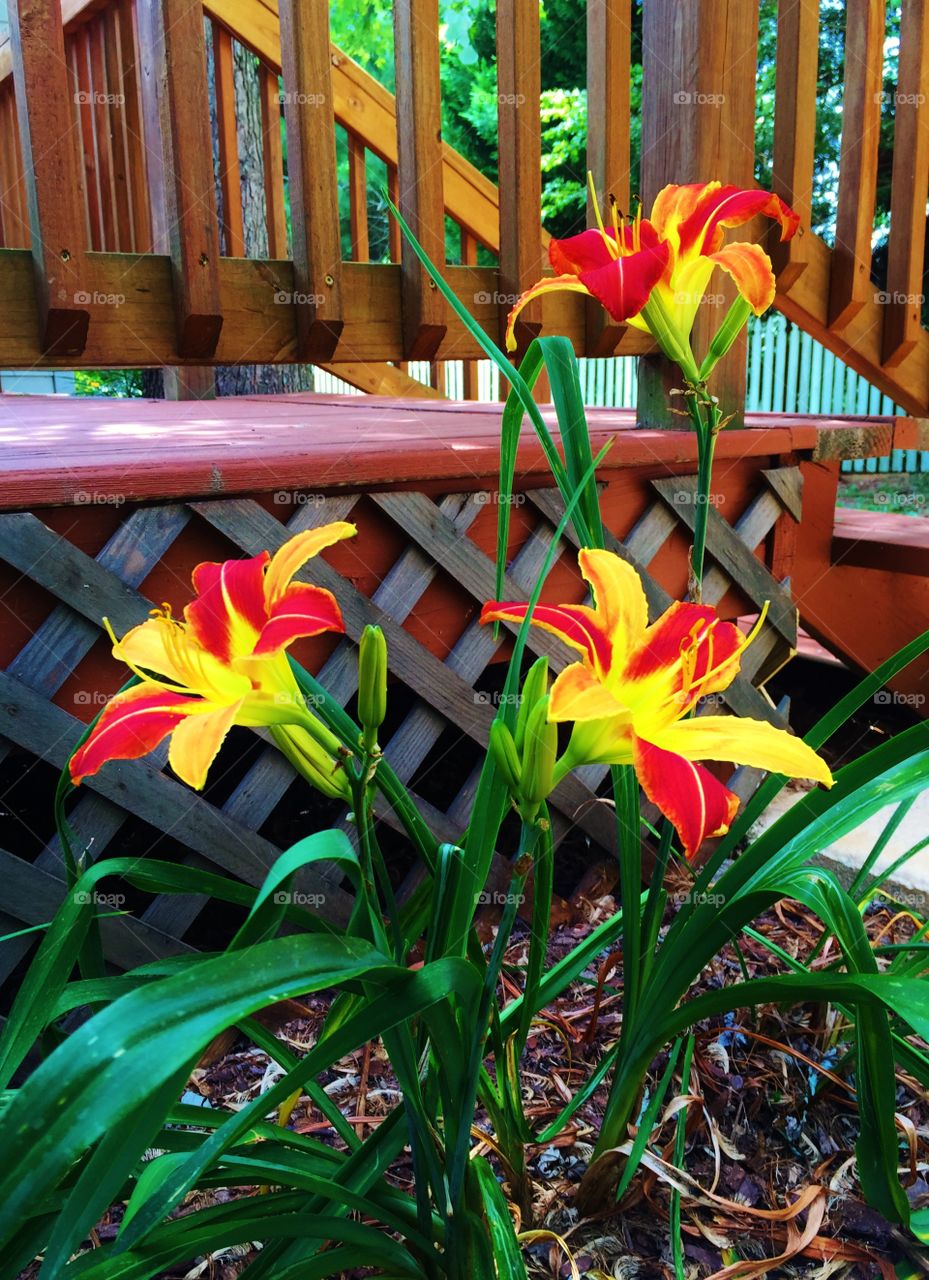 Colorful daylilies