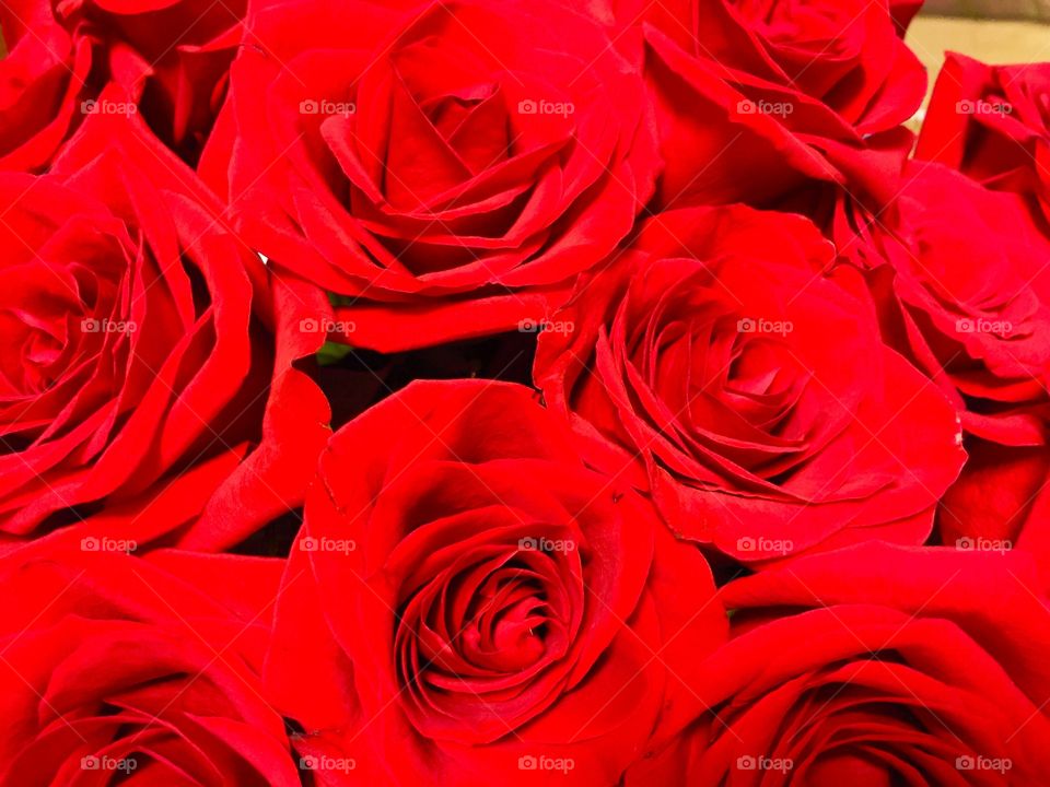Roses. A Dozen Red Roses