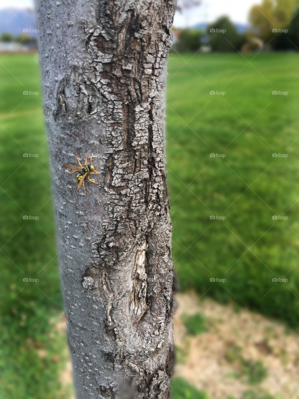 Bee on a tree