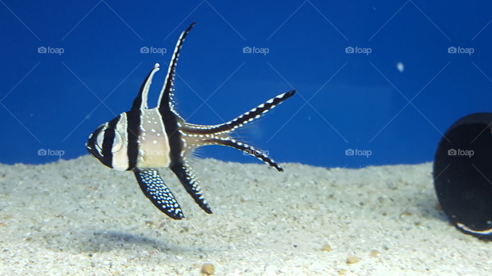 angel fish swimming