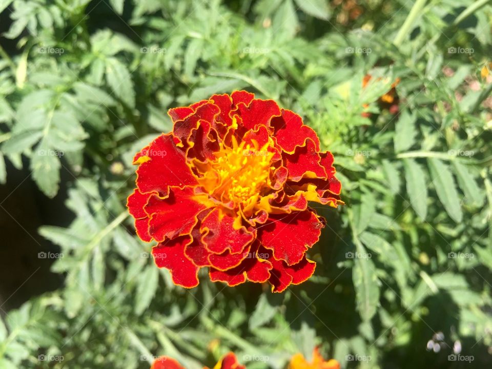 French marigold