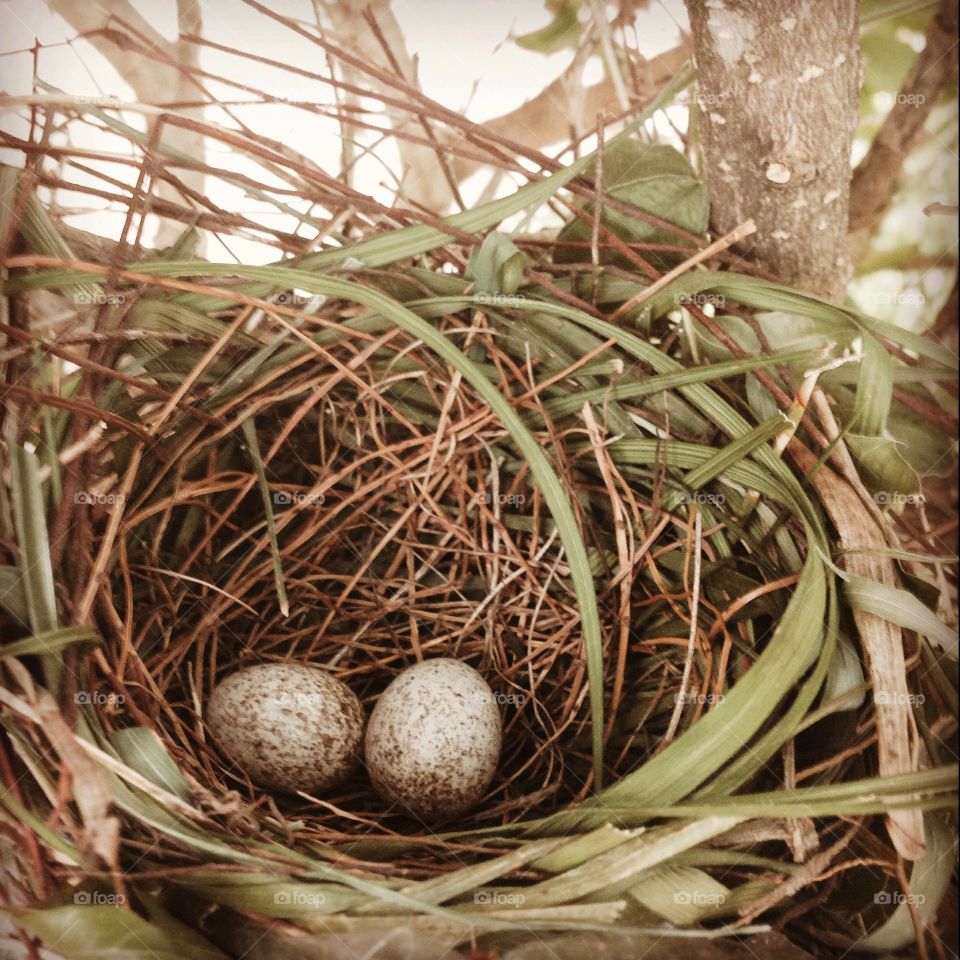bird's nest 