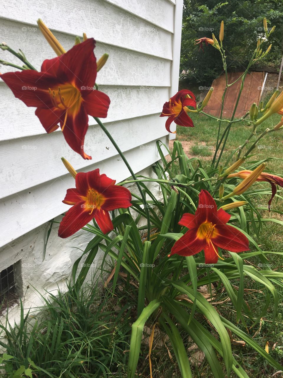 These have bursted into colorful blooms looking happy to be where they are.     