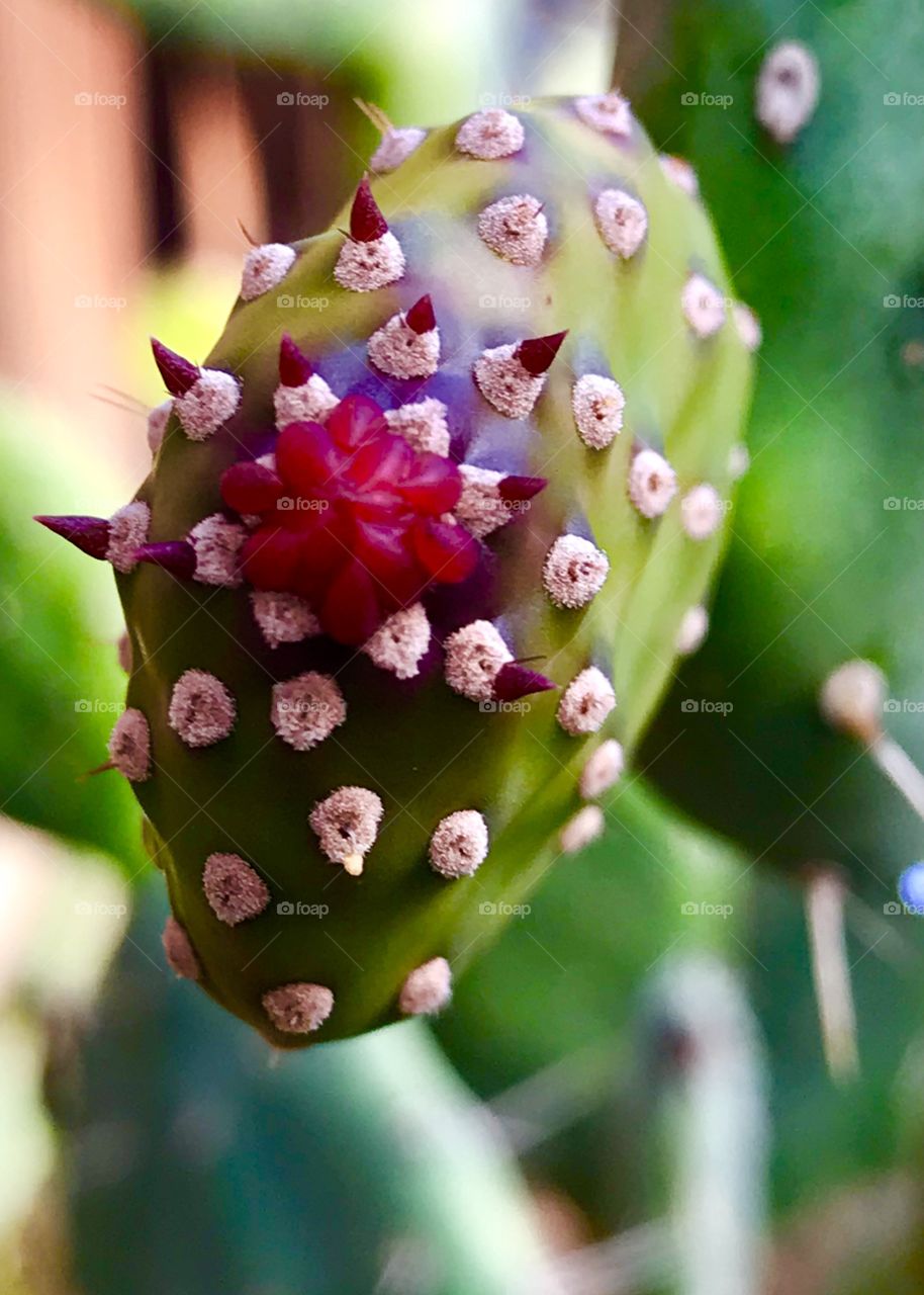 Cactus flowering