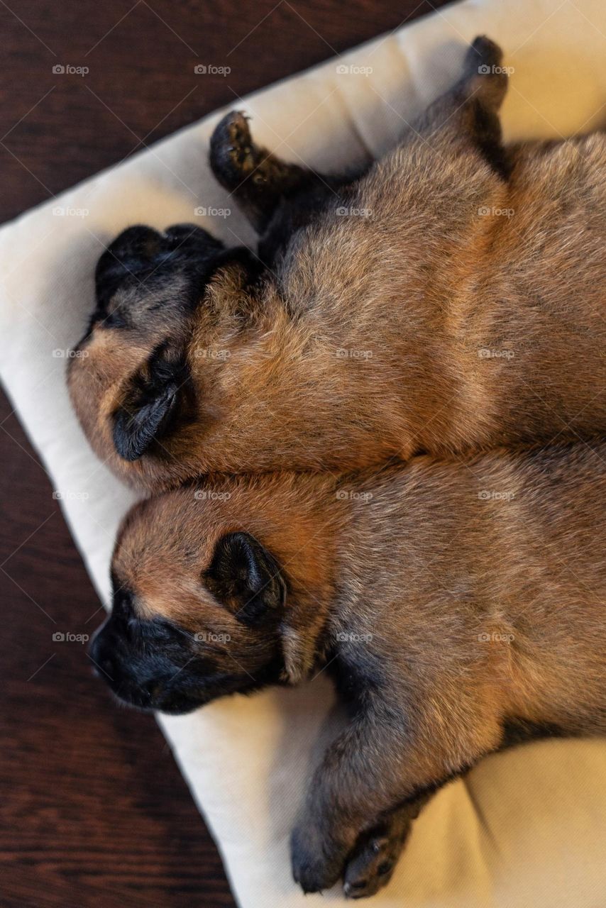 Two puppies sleeping on the beige pillow. Malinois dog is having a nap.