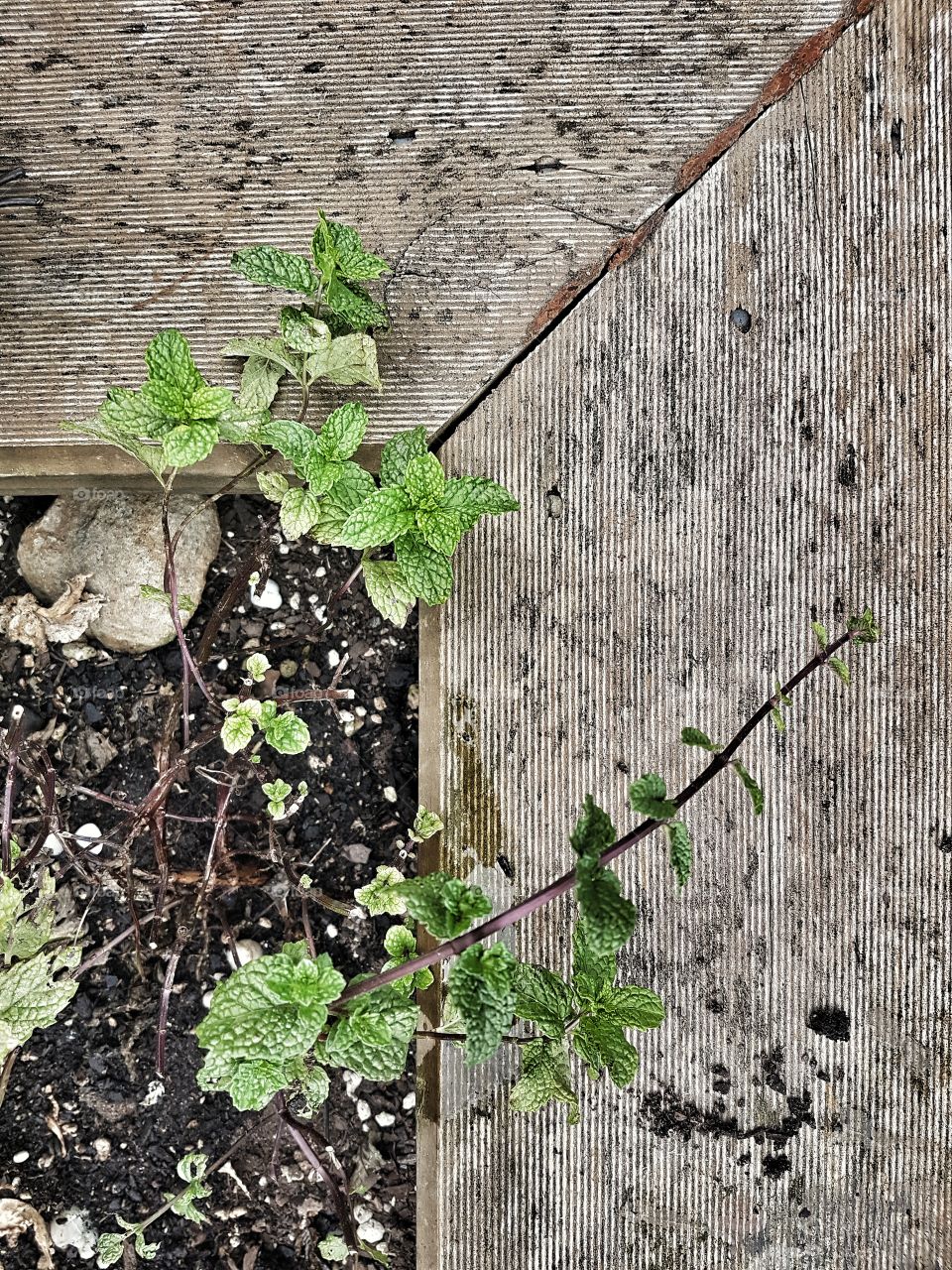 rustic herb garden mint