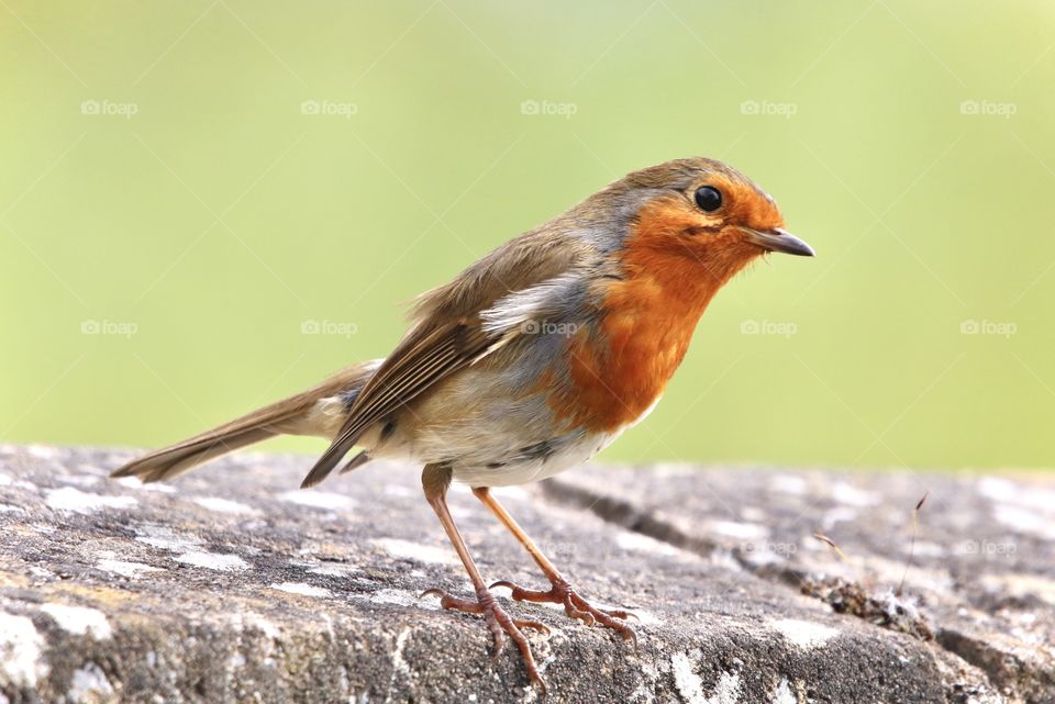 Robin