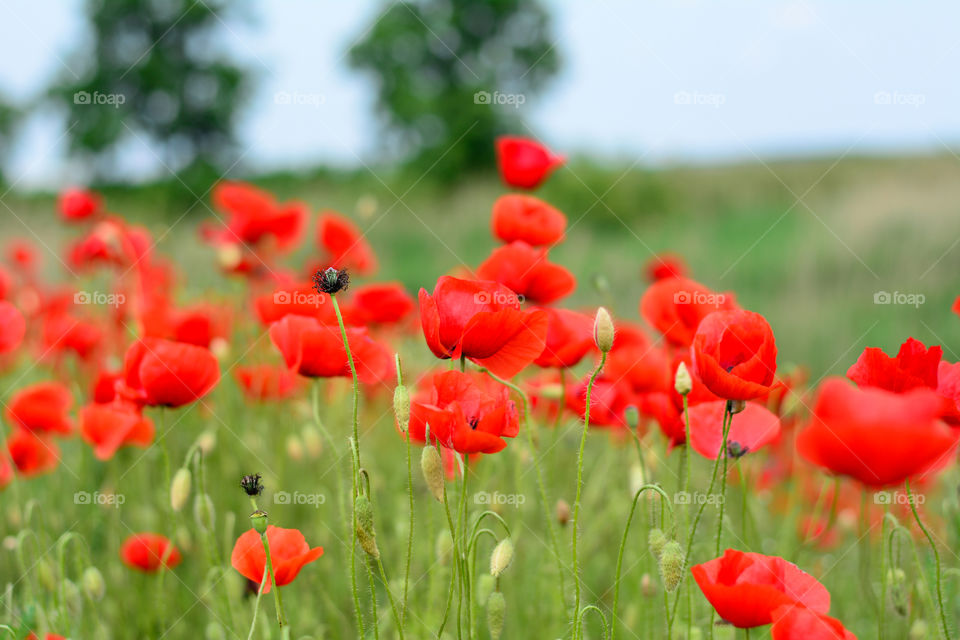 Red poppy growing in field