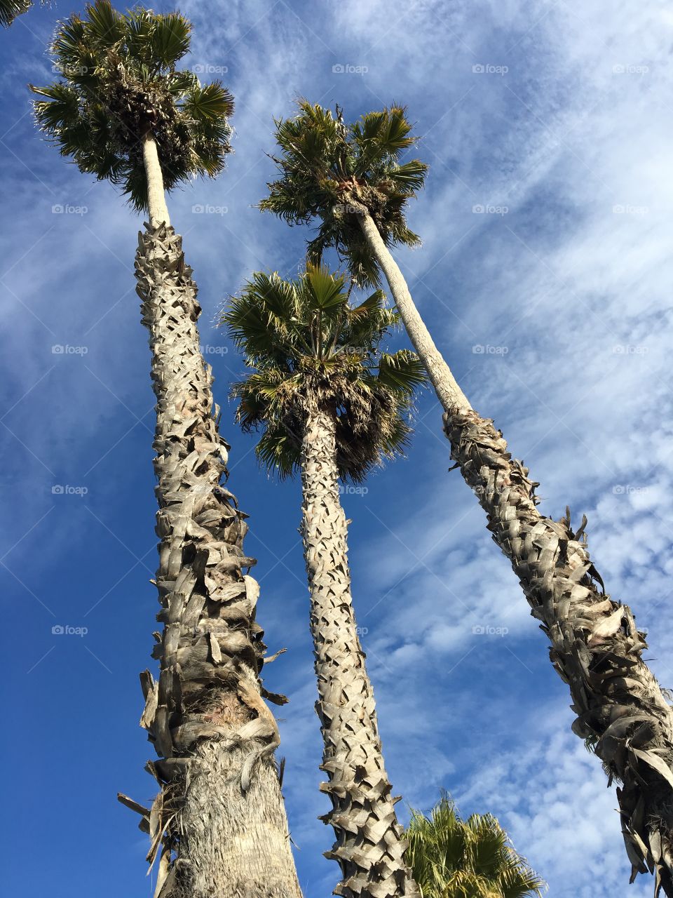 Palm trees by the beach 