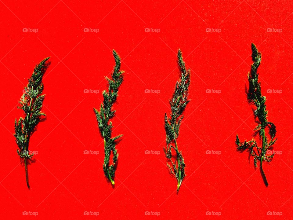 wild fennel leaves on red background