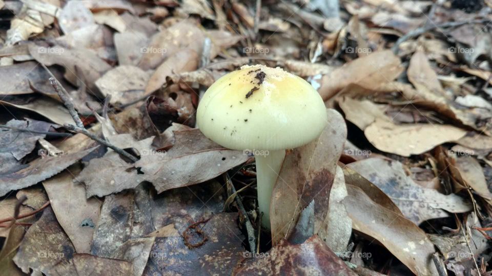 Fungus, Nature, Fall, Mushroom, No Person