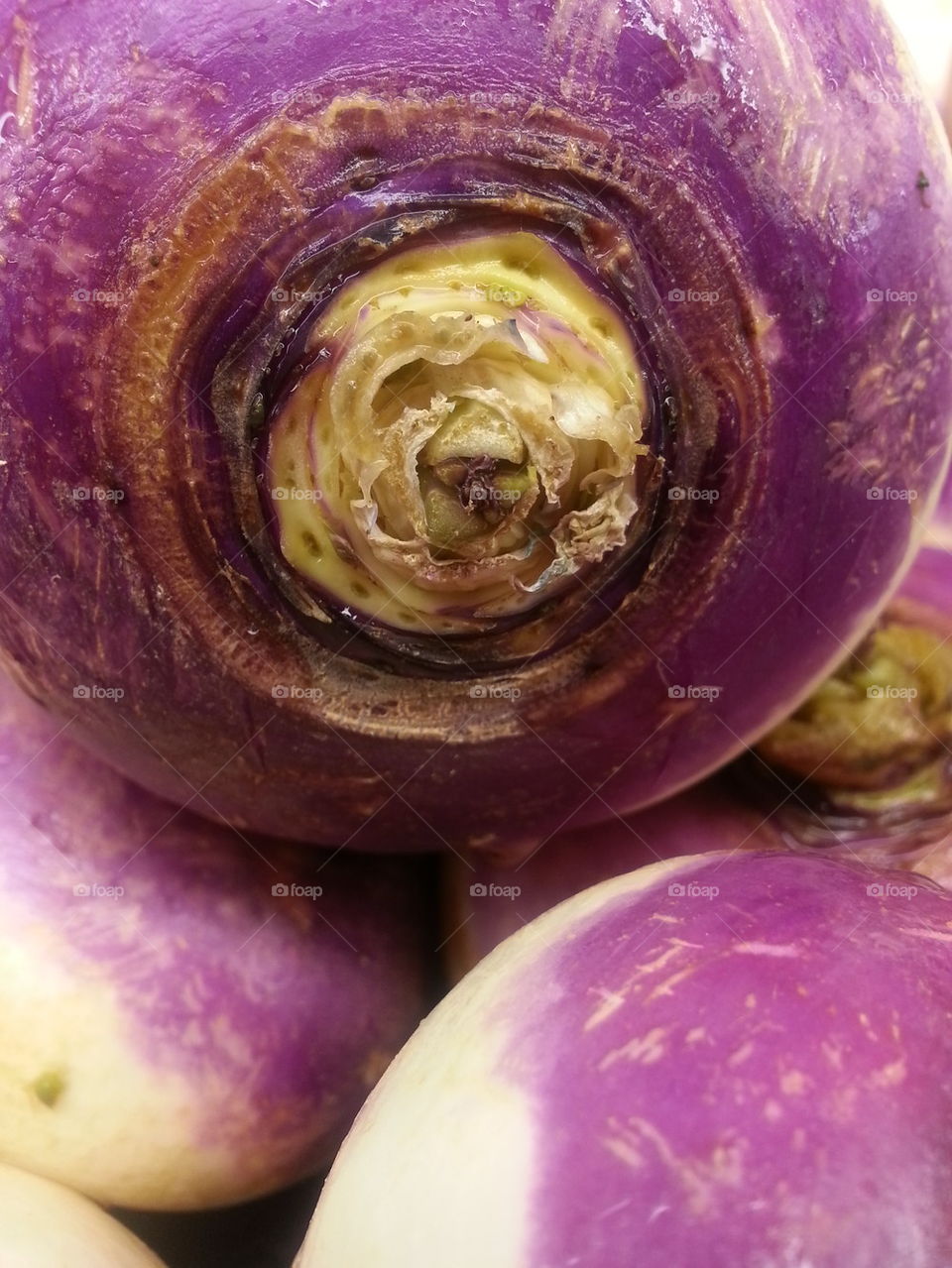 Purple Radish