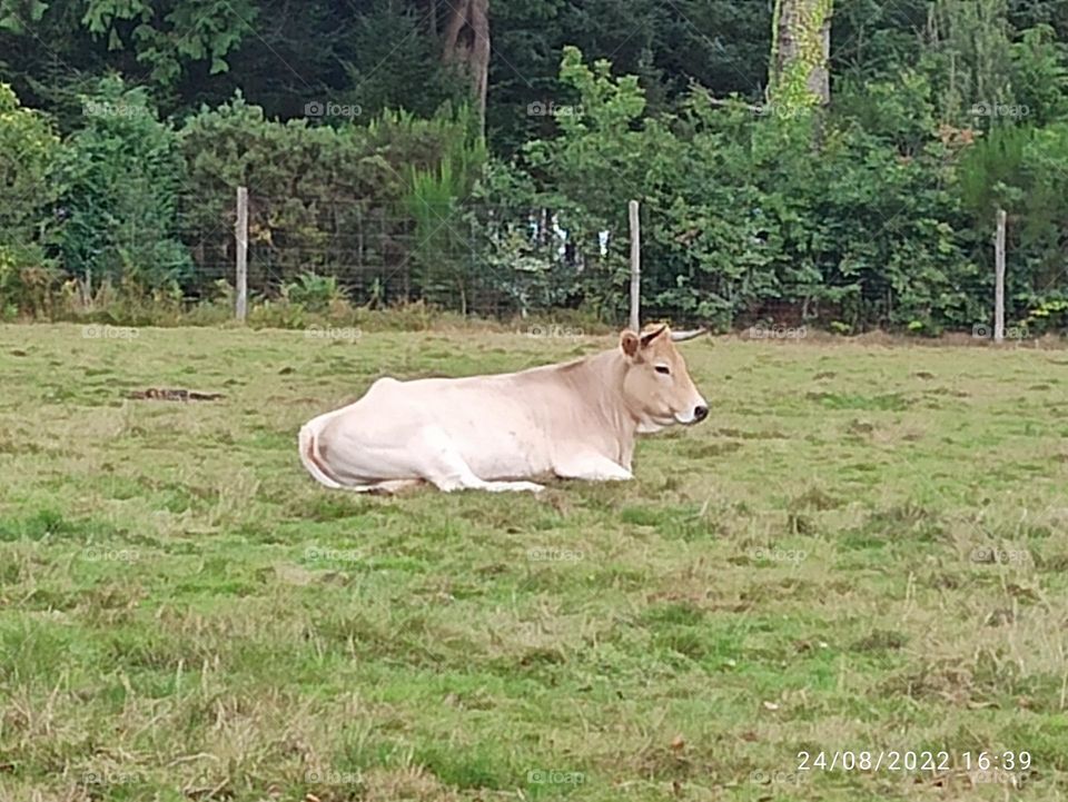 vache