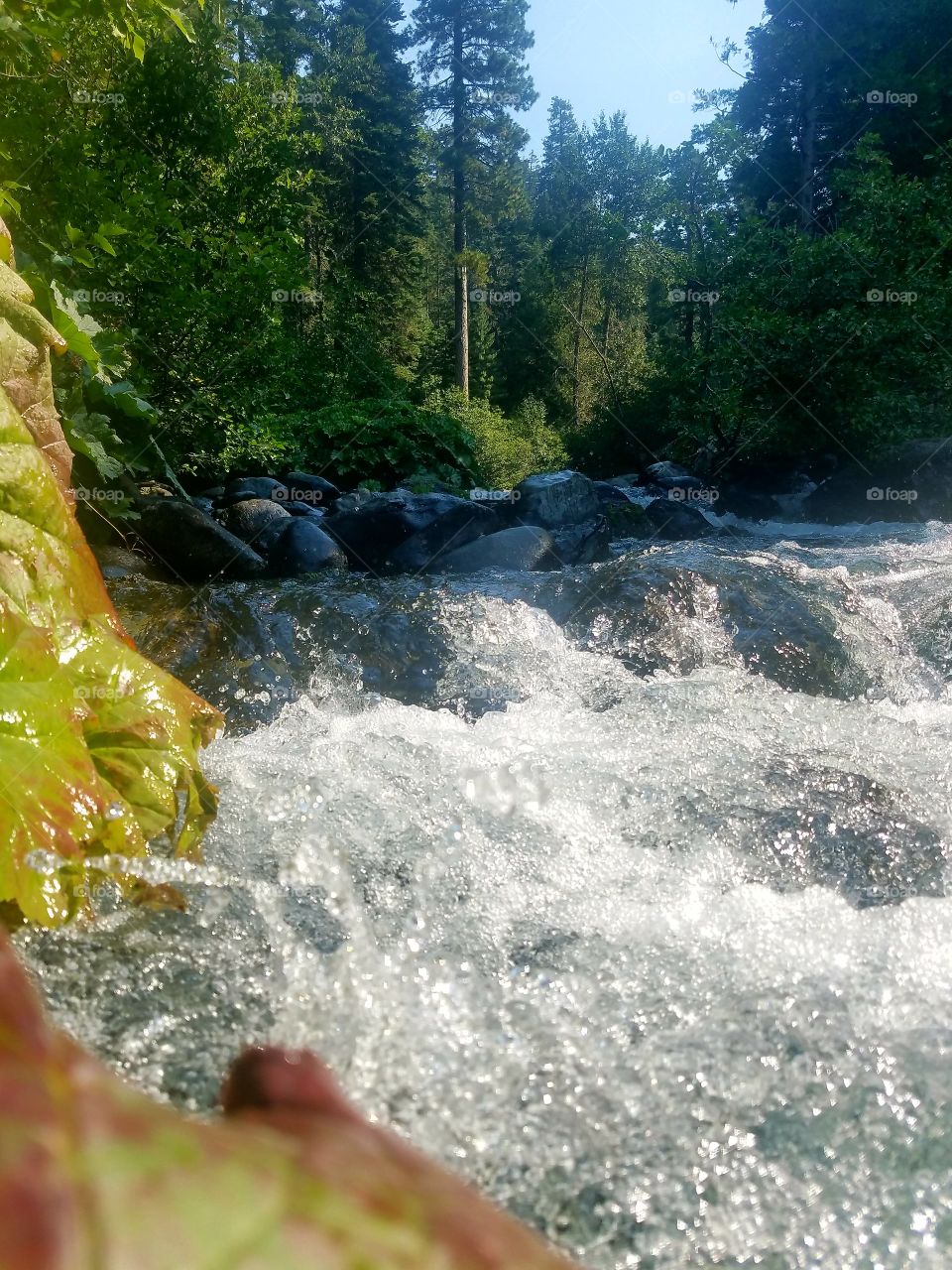 West branch of the feather river