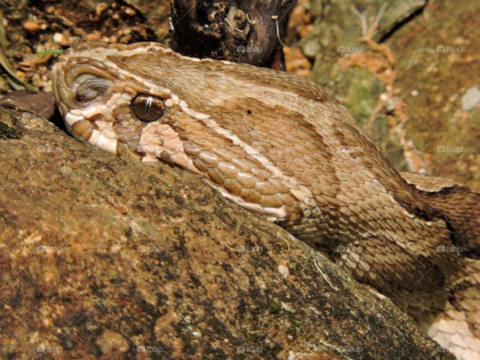 Indian Russell's Viper