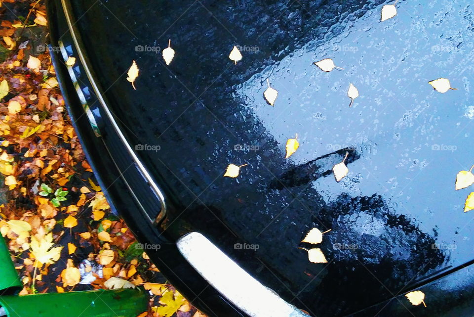 autumn wet leaves on a car