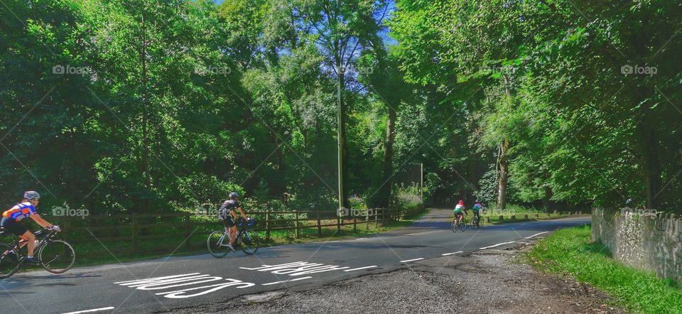 Road, Cyclist, Wheel, Bike, Tree