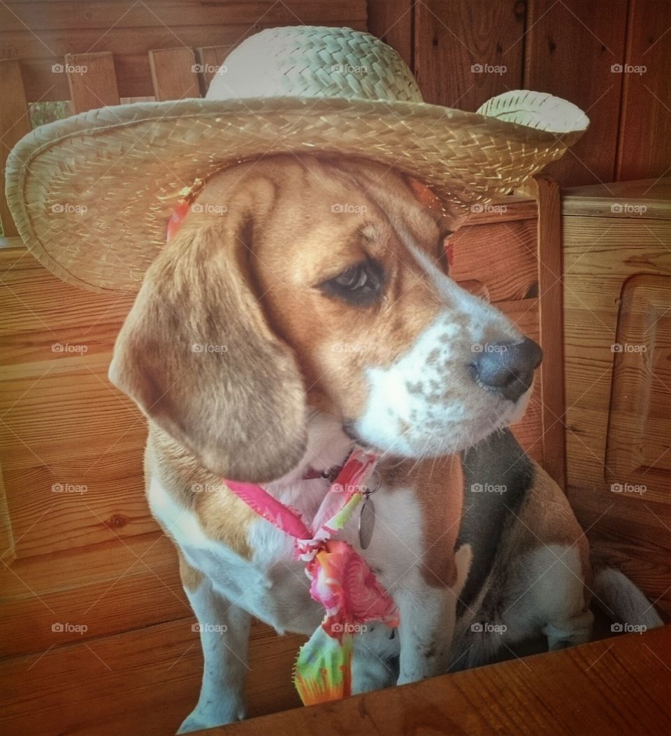 Beagle dog