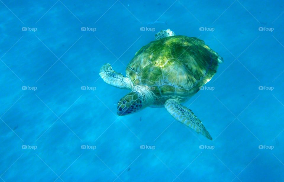 Green sea turtle