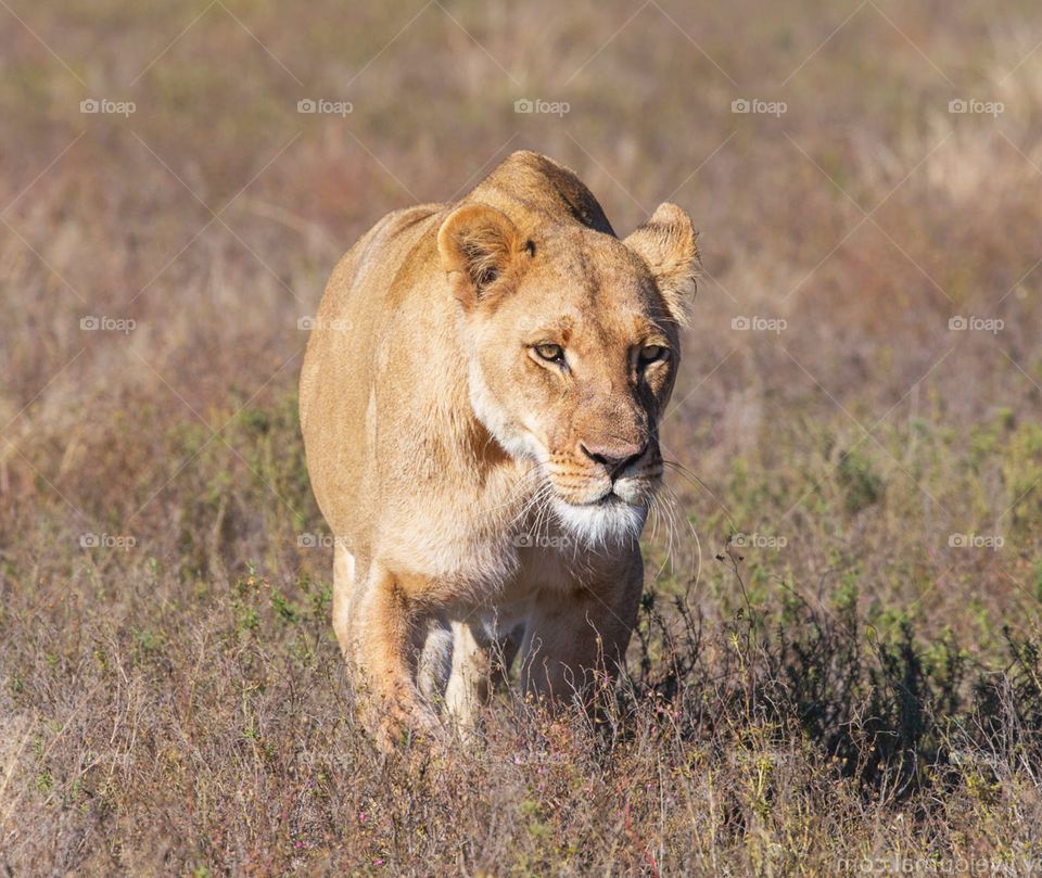 Beautiful Wildlife Pictures