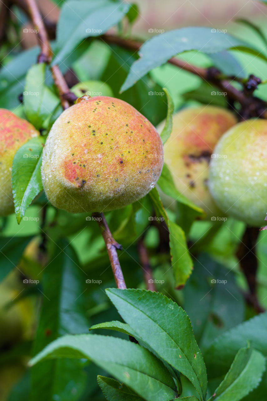 Vertical closeup photo of an organic peach ripening on a tree with several other peaches in soft focus in the background