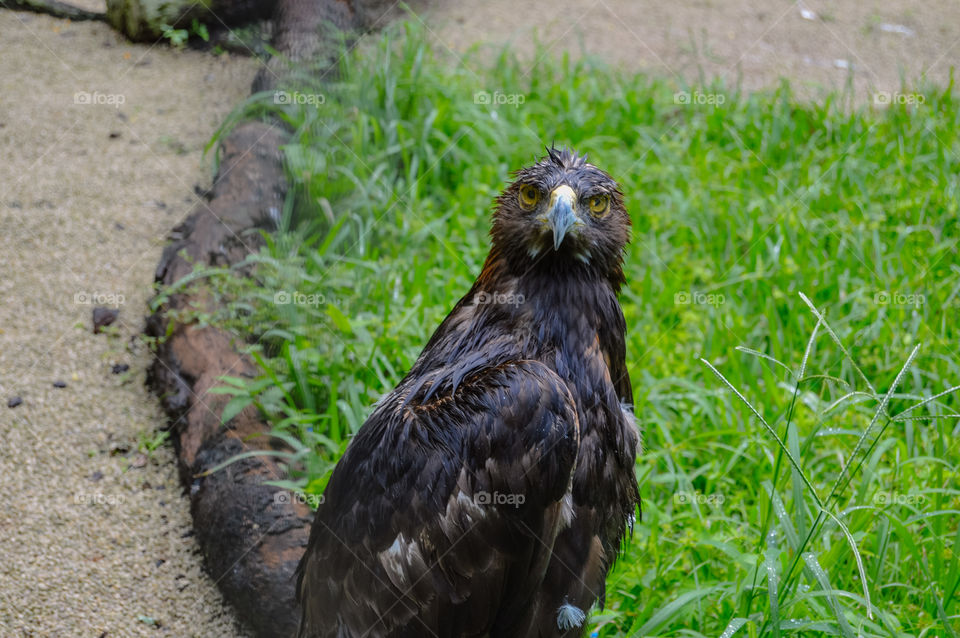 Eagle after rainy day looking directly at the camera