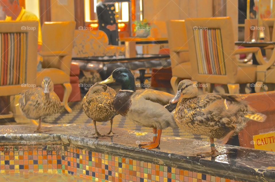 Peabody Ducks