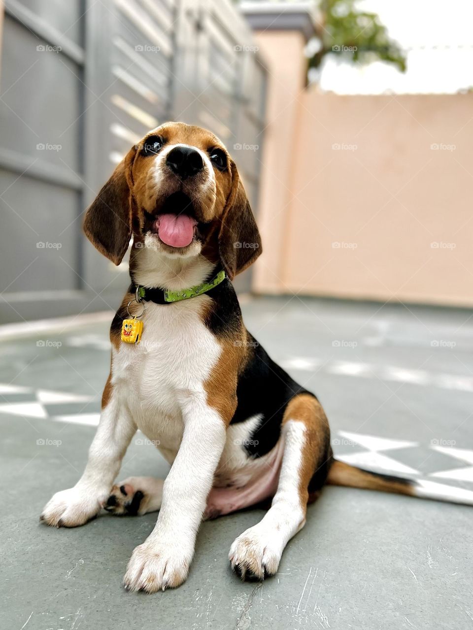 Cute beagle puppy 