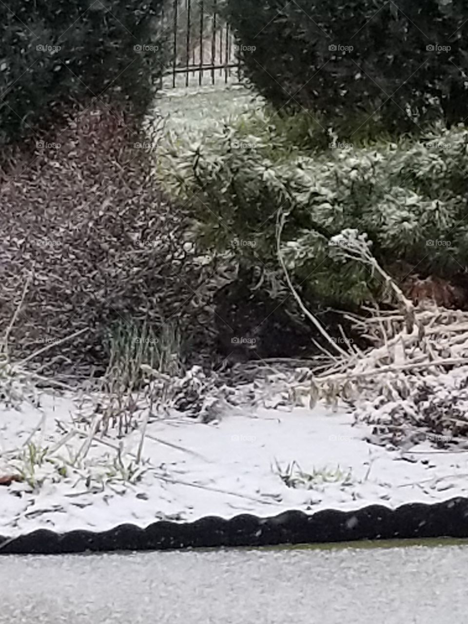 rabbit hiding under bush