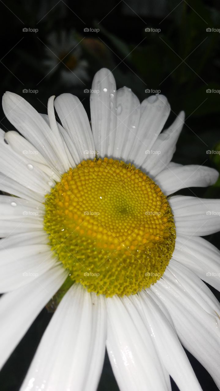 Nature, No Person, Flower, Flora, Summer