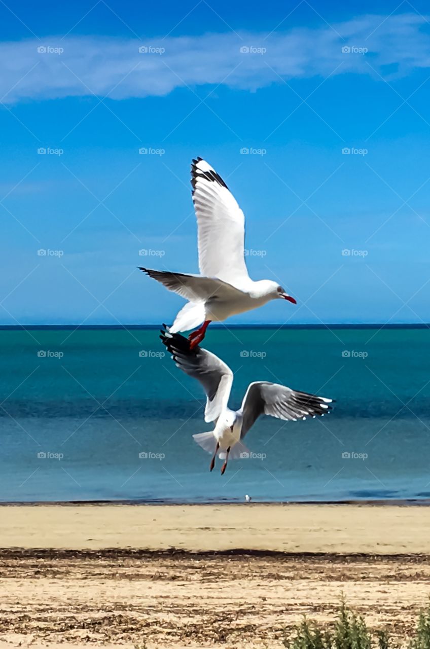 Seagulls in mid flight on south Australia beach on sunny day beach horizon