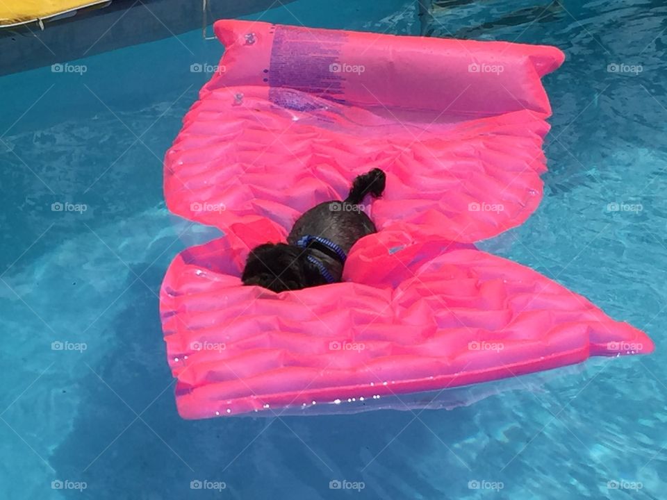 Dog Relaxing at the pool