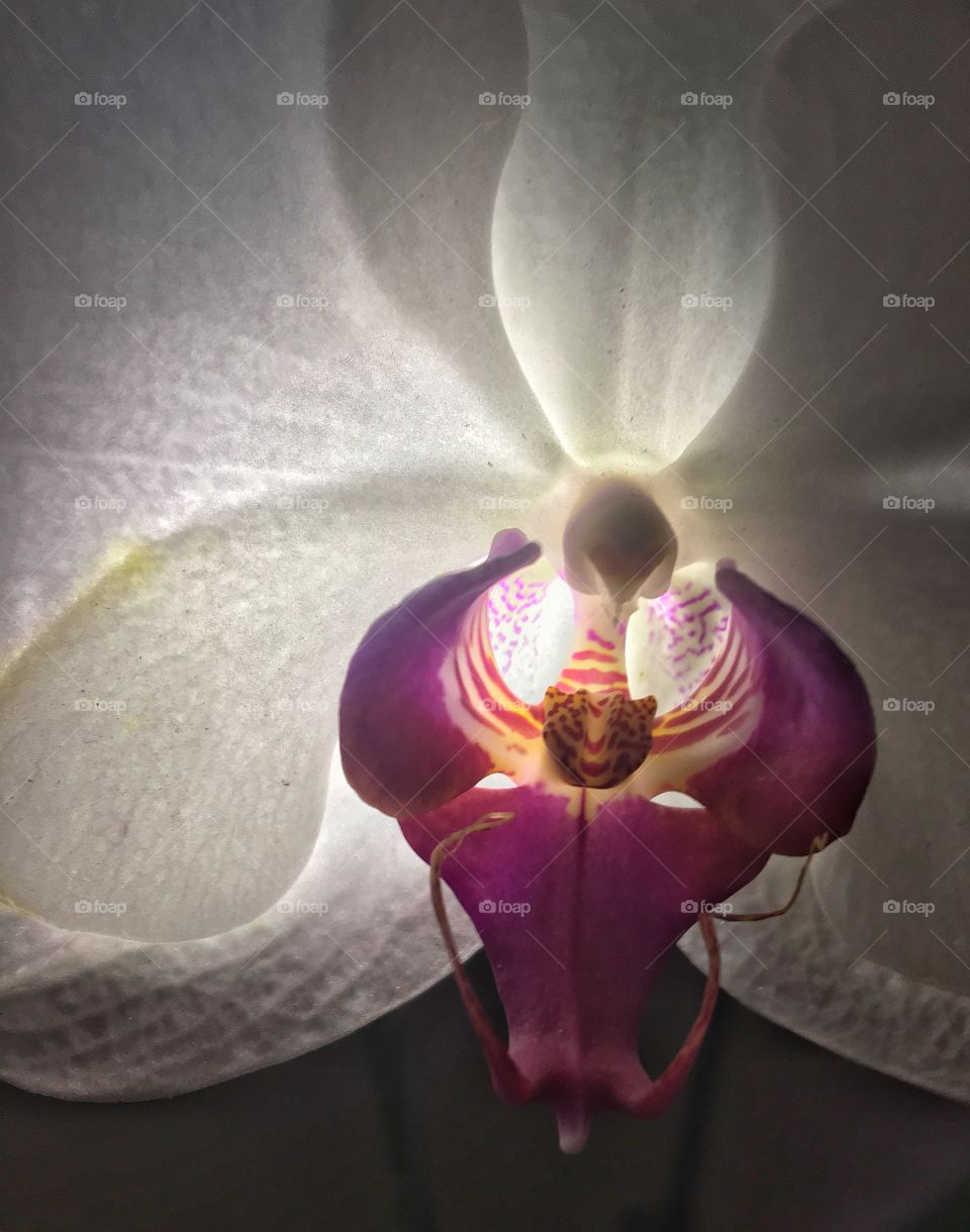 Orchid close up, white petals purple lip