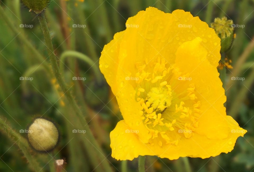 Close up of yellow flower and stamen.  Lovely with water droplets.