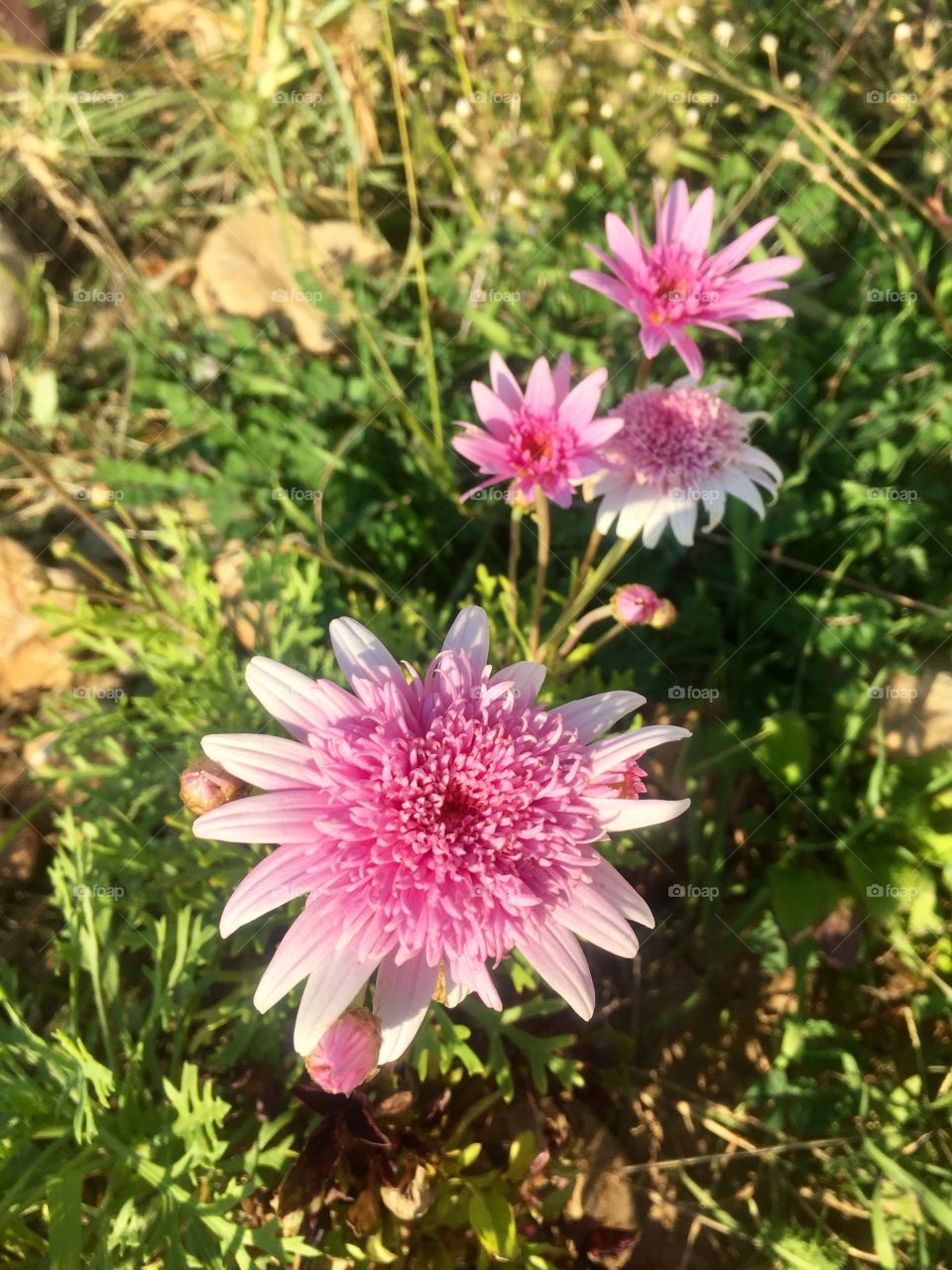 Osteospermum erato double pink