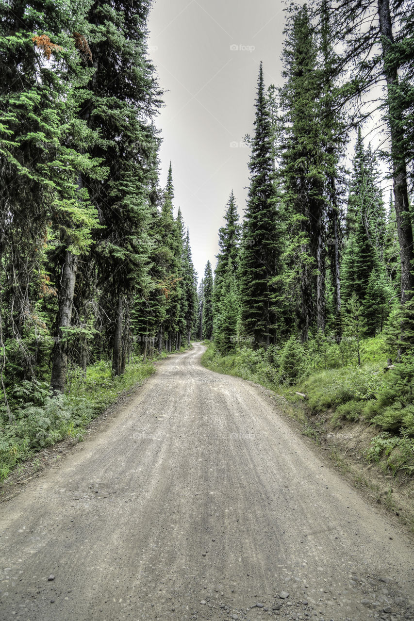 No Person, Nature, Wood, Outdoors, Road