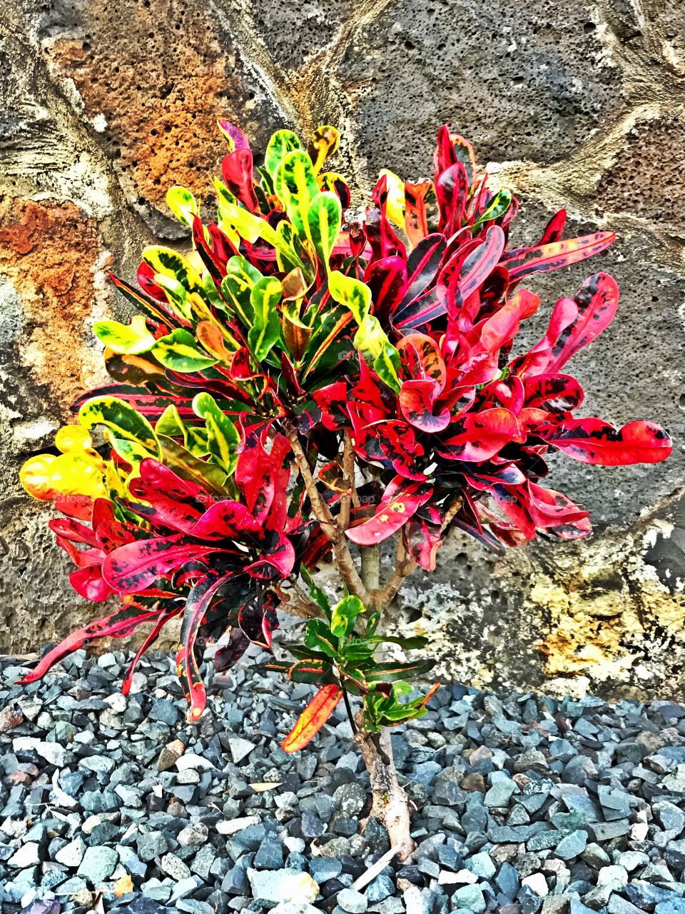 Colorful plant