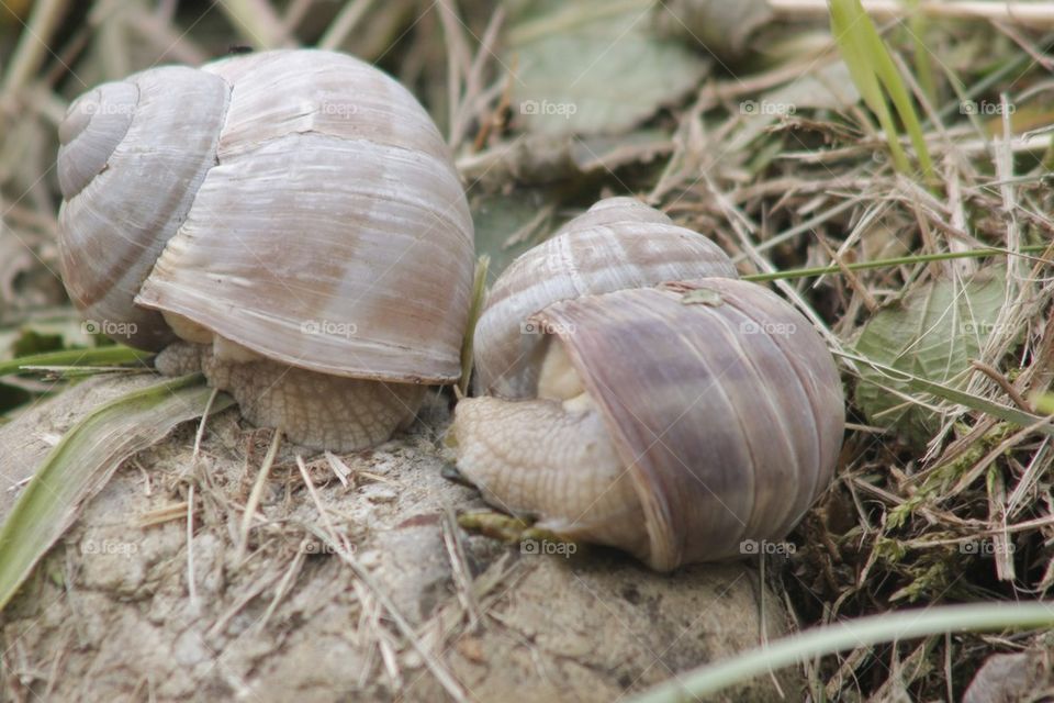Land Snails