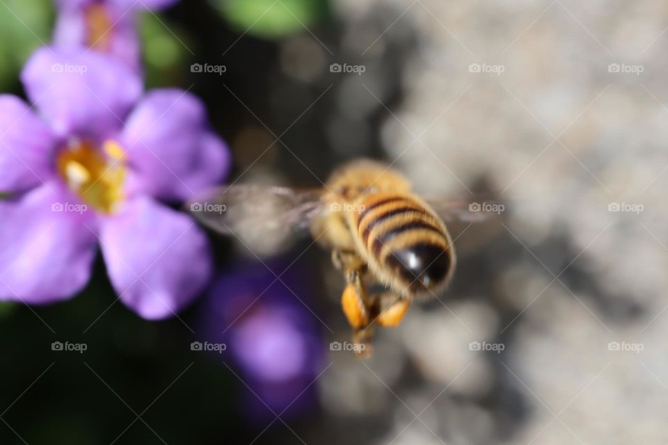 Honey bee with nectar