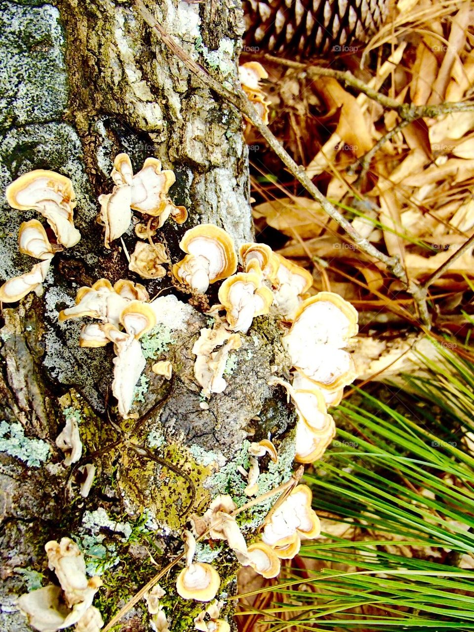 Tree mushrooms 