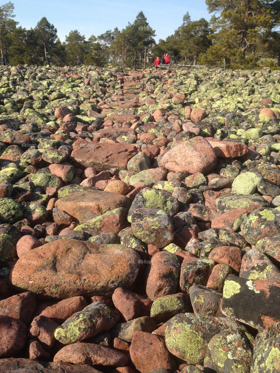 Follow the path . Shingle field 